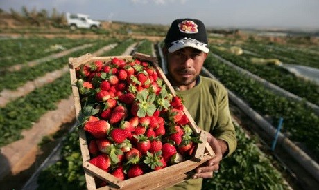 Egypt’s food exports grow to $1.8be in H1-20