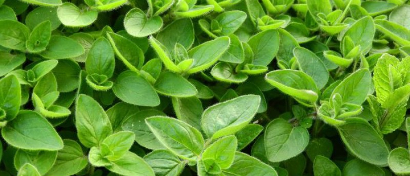 MEDICAL HERBS By AlAlya-Herbs