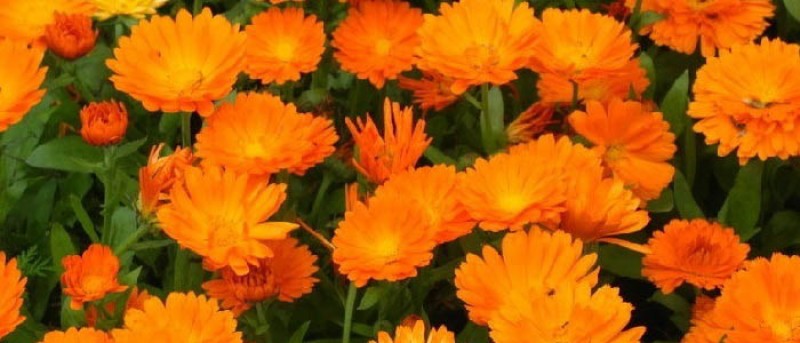 MEDICAL HERBS By AlAlya-Herbs