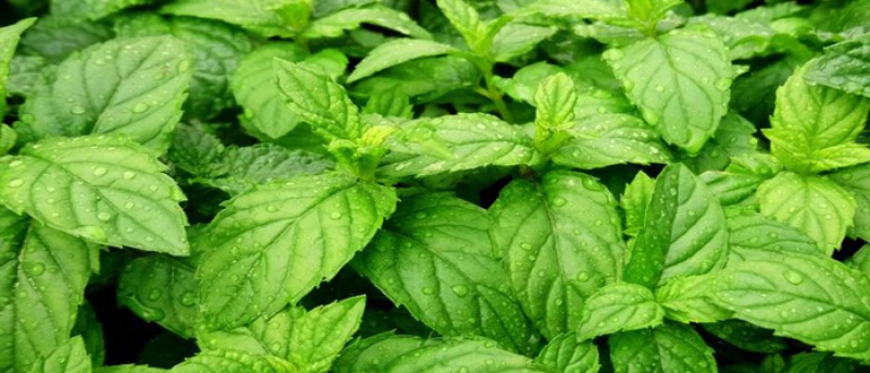 MEDICAL HERBS By AlAlya-Herbs