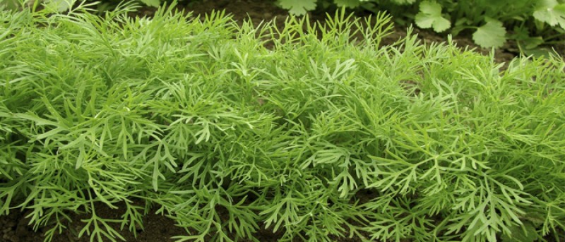 MEDICAL HERBS By AlAlya-Herbs