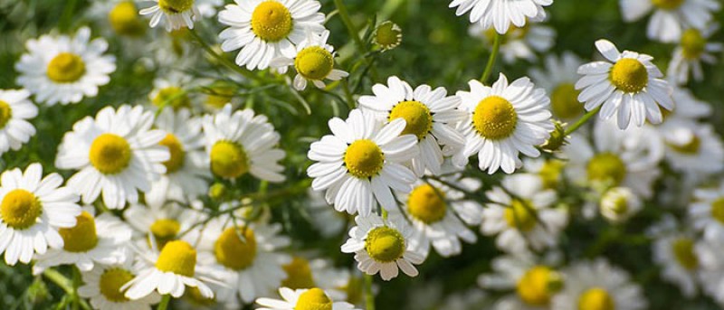 MEDICAL HERBS By AlAlya-Herbs