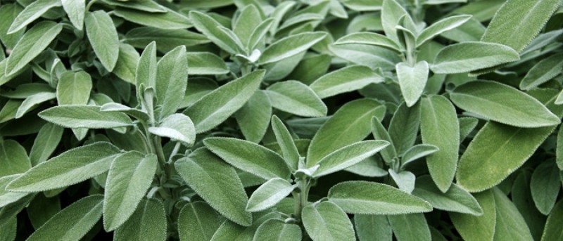 MEDICAL HERBS By AlAlya-Herbs