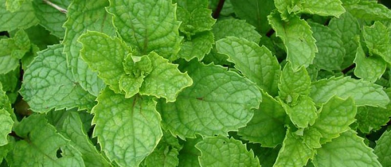 MEDICAL HERBS By AlAlya-Herbs