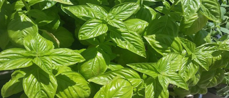 MEDICAL HERBS By AlAlya-Herbs